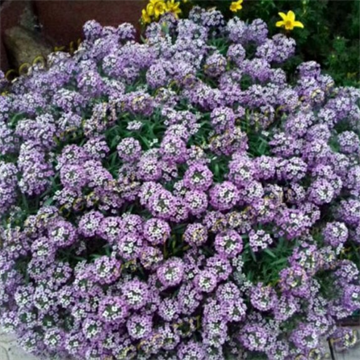 Алиссум  lucia lavender 2673