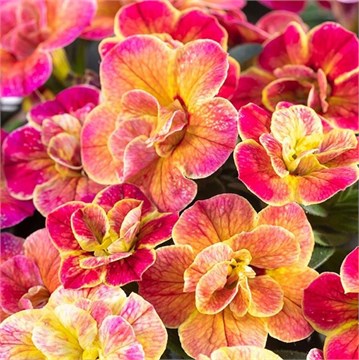 Калибрахоа Сhameleon Desert Rose 2676