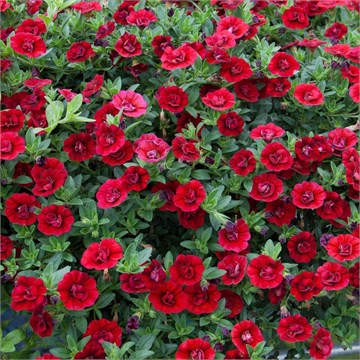 Калибрахоа MiniFamous Uno Double Dark Red 2678