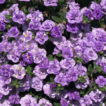 Калибрахоа MiniFamous Neo Double Loopy Lavander 2679