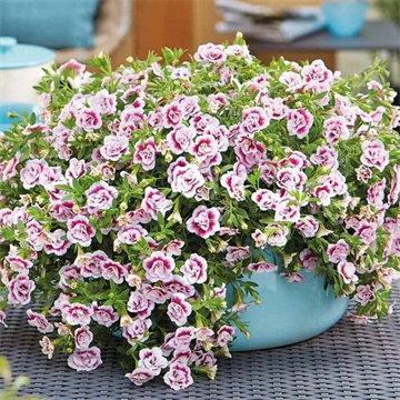 Калибрахоа MiniFamous Uno Double White Pink Vein 2680