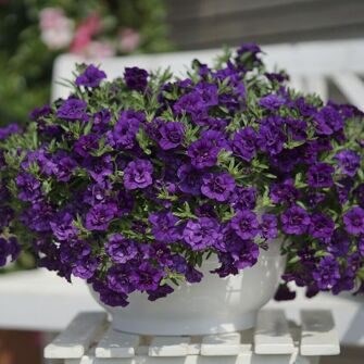 Калибрахоа Celеbration Double Blue 2681