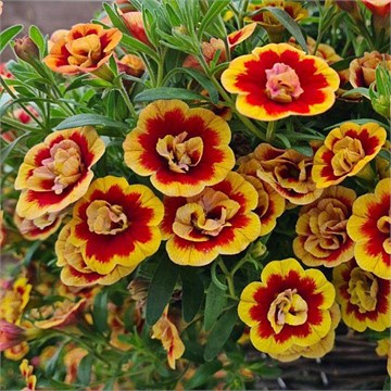 Калибрахоа Calita Double Sunset Bicolo 2684