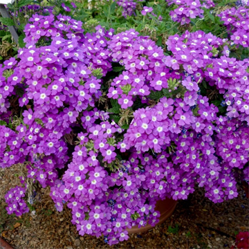 Вербена vanessa optik lavander 2692