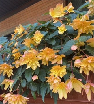 Бегония беллекония 1235 Mango 2038