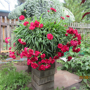 Ампельная гвоздика 2699