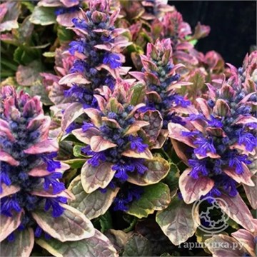 Аюга принцесса надя 2718