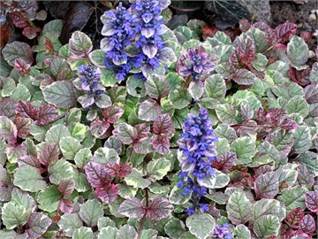 Аюга бургунди глоу 2719