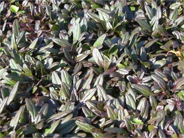 Аюга махагон 2721