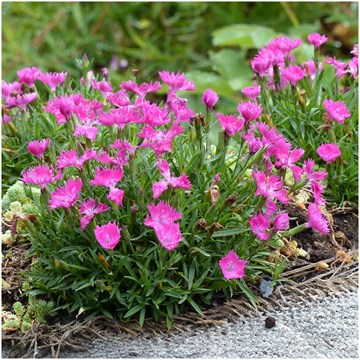 Гвоздика травянка почвопокровник розовая 2722