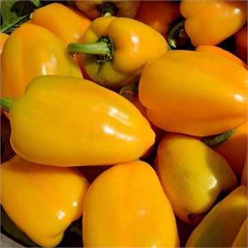 Желтое ухо перец сладкий 1790