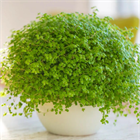 Солейролия 2470