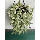 Дисхидия ioantha variegata 2482 - фото 6078