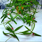 Дисхидия Phillipinensis 2505 - фото 6116