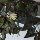 Хойя лакуноза блэк ливз black leaves 2485 - фото 6120