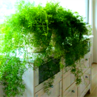 Аспарагус густоцветковый mazeppa 1984