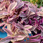 Традесканция albiflora Mini Lilac 1945