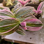 Традесканция Albiflora variegata unicorn 2257