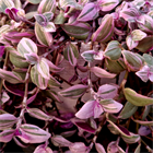 Традесканция мелколистная spring splash 2516 Традесканция мелколистная spring splash 2516