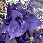 Традесканция pallida Baltimore bimbo 2517 Традесканция pallida Baltimore bimbo 2517