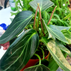 Пеперомия ваниль 2519 Пеперомия ваниль 2519