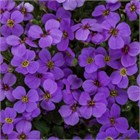 Аубреция (обриетта) гибридная 2525