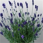 Лаванда Промис 2527