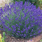 Лаванда Промис 2527