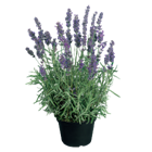 Лаванда хиткот блю 2530