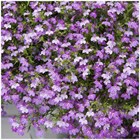 Лобелия лиловый фонтан ампельная 2534
