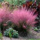 Мьюленбергия рози 2540