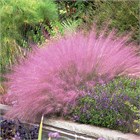 Мьюленбергия рози 2540