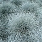 Овсянница сизая варна 2541