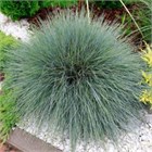 Овсянница синичка 2542