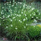 Ожика люциус мультидраже 2543