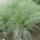 Осока фростид керлз 2544