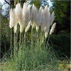 Кортадерия розовая микс 2546