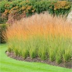 Молиния хайдебраут 2548