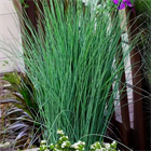 Ситник блю эрроу мультидраже 2549