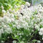 Ларгус заячий хвостик 2552