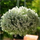 Алиссум гига вайт 2556