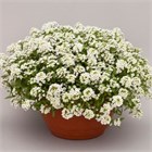 Алиссум норс фэйс вайт 2557