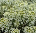 Алиссум свитти лимон еллоу 2559