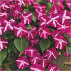 Бальзамин баланс вайолет стар 2560