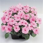 Бальзамин баланс пинк 2561