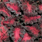 Колеус блэк дракон 2562