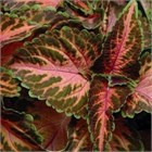 Колеус корал санрайз 2564