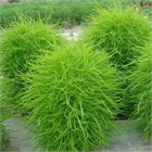 Кохия летний кипарис 2566