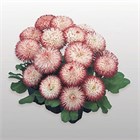 Маргаритка хабанера драже 2570