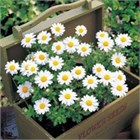 Хризантема сноуленд 2571